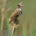 Acrocephalus_arundinaceus_fb9254