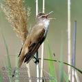 Acrocephalus_arundinaceus_fb9290
