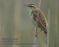 Acrocephalus_schoenobaenus_kb0446