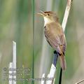 Acrocephalus_scirpaceus_fc0346