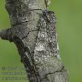 Acronicta_aceris_ab0779