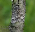 Acronicta_aceris_ab0788