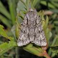 Acronicta_aceris_ae5123