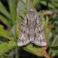 Acronicta_aceris_ae5123