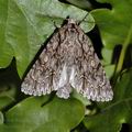 Acronicta_aceris_ae5641