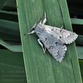 Acronicta_aceris_bk6155