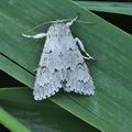 Acronicta_aceris_bk6163