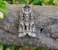 Acronicta_aceris_bn4468