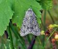 Acronicta_aceris_bn8410