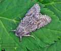 Acronicta_aceris_bu5287