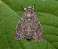 Acronicta_aceris_cx1379s