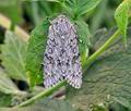 Acronicta_aceris_hz3514