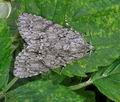 Acronicta_aceris_hz4146