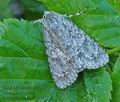 Acronicta_aceris_hz7622