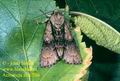 Acronicta_alni_786