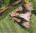 Acronicta_alni_ab0259