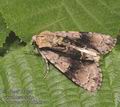 Acronicta_alni_ab0269