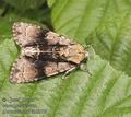 Acronicta_alni_ab0275