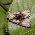 Acronicta_alni_ab9579