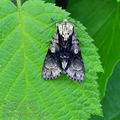 Acronicta_alni_bj6031