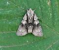 Acronicta_alni_bs4256