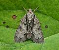 Acronicta_alni_cx0907s