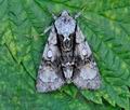 Acronicta_alni_hz4199