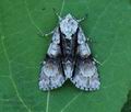 Acronicta_alni_hz8351