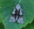 Acronicta_alni_hz8359