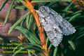 Acronicta_auricoma_2748