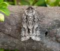 Acronicta_auricoma_bn4468