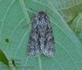 Acronicta_auricoma_bn5243