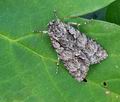 Acronicta_auricoma_bv0199