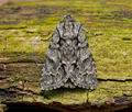 Acronicta_auricoma_cs3154s