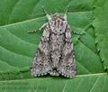 Acronicta_auricoma_cv5842s