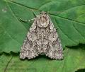 Acronicta_auricoma_cx4688s