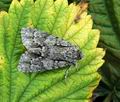 Acronicta_auricoma_hy2126