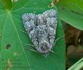 Acronicta_auricoma_hy3751