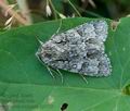 Acronicta_auricoma_hy3755