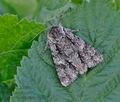 Acronicta_auricoma_hz2977