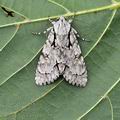 Acronicta_cuspis_bh1751