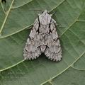 Acronicta_cuspis_bh1752