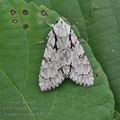 Acronicta_cuspis_bh1755