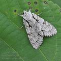 Acronicta_cuspis_bh1757