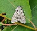 Acronicta_cuspis_bs1863