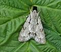 Acronicta_cuspis_hy2613