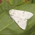 Acronicta_leporina_a2651