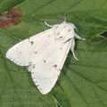 Acronicta_leporina_a2653