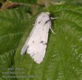 Acronicta_leporina_ab0657