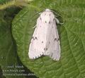 Acronicta_leporina_ab0662